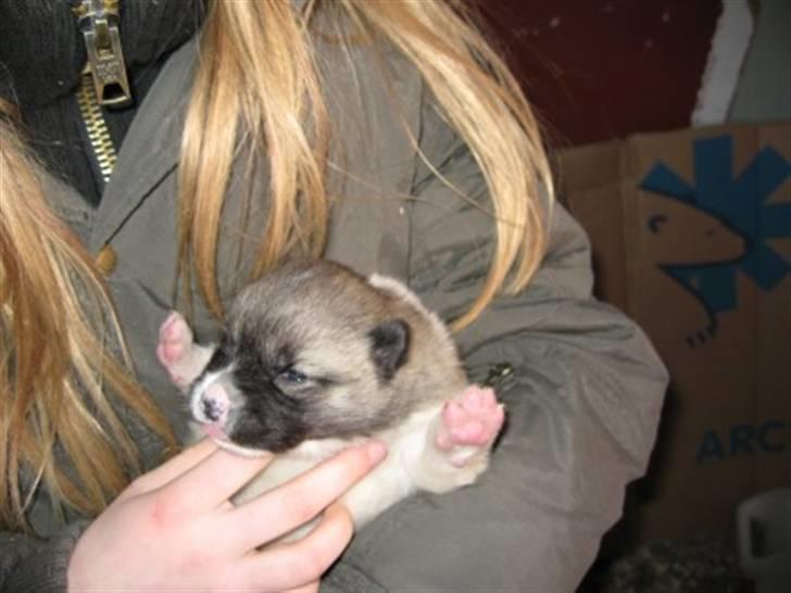 Grønlandshund malou - da de lige havde foget øjne billede 15