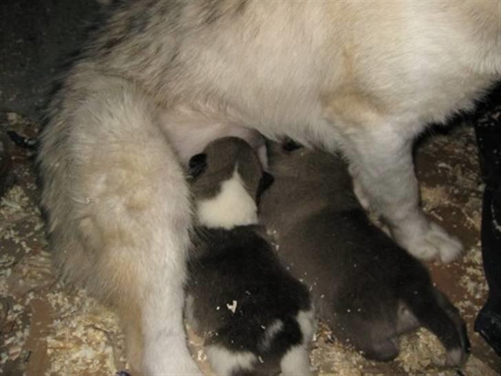 Grønlandshund malou - malou og kamik desvere er han død billede 16