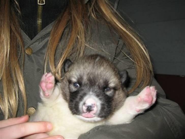 Grønlandshund malou - malou ååå så nutet billede 17