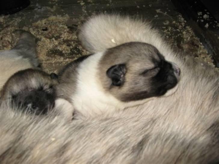 Grønlandshund malou - putter sammen med mor billede 18