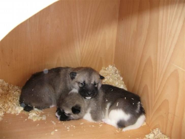 Grønlandshund malou - malou og kamik ligger i hunde huset billede 20