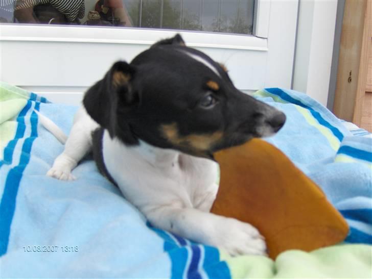 Jack russell terrier Leili billede 4