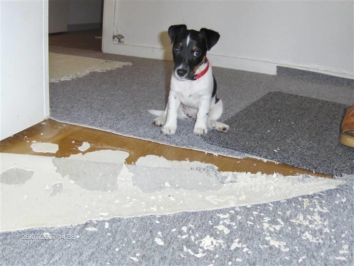 Jack russell terrier Leili - Hvad har jeg nu gjort forkert????!!! billede 5