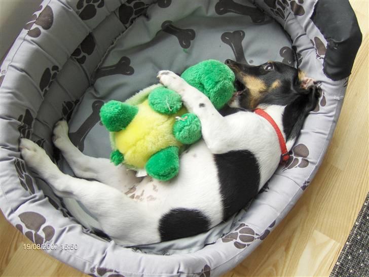 Jack russell terrier Leili billede 6