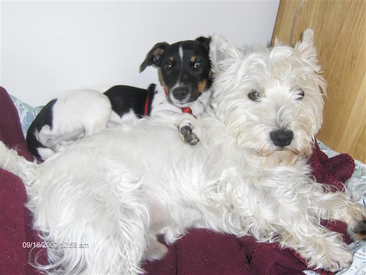 Jack russell terrier Leili - Big brother is the best :) billede 7