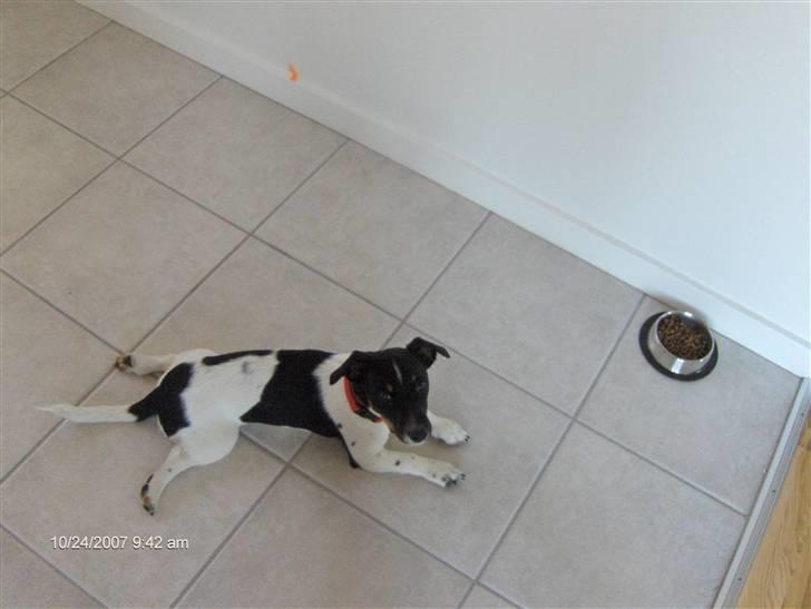 Jack russell terrier Leili billede 8