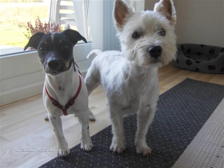 Jack russell terrier Leili billede 9