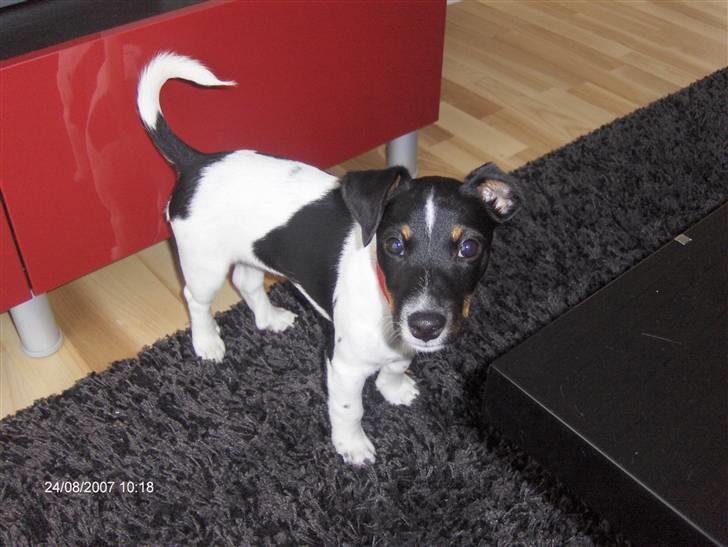 Jack russell terrier Leili billede 10