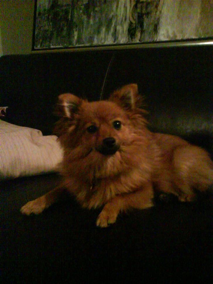 Pomeranian Frk. Smilla - Sofa diva billede 14