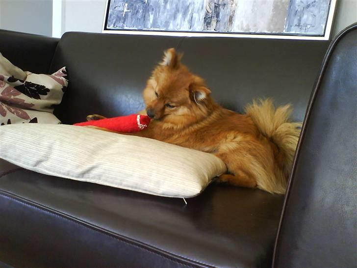 Pomeranian Frk. Smilla - Nyt legetøj billede 15