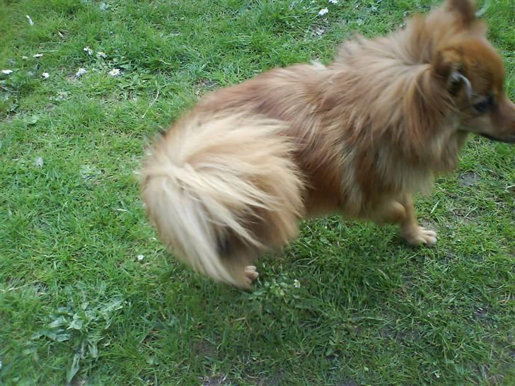 Pomeranian Frk. Smilla - Det blæser! billede 16