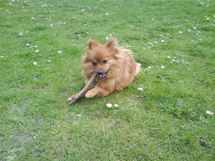 Pomeranian Frk. Smilla billede 17