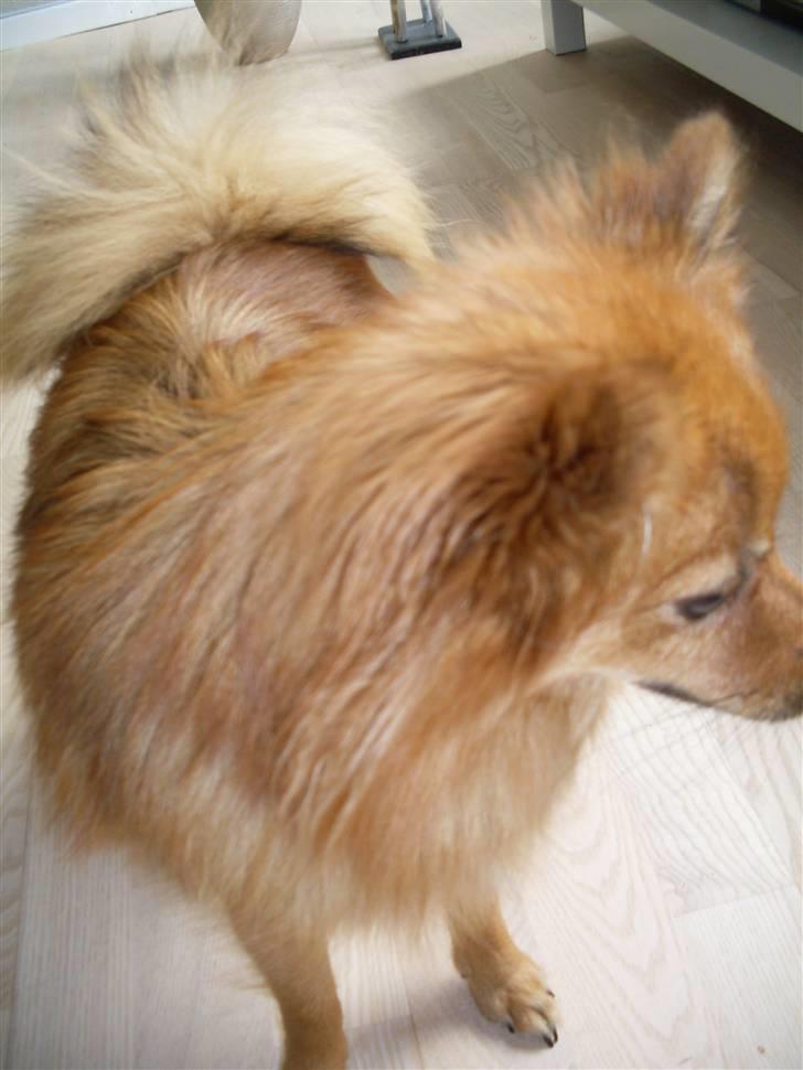 Pomeranian Frk. Smilla billede 18