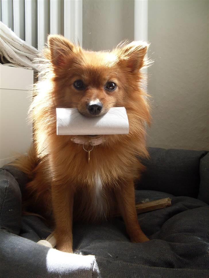 Pomeranian Frk. Smilla - Det bedste er at få lov at flænse en tom toiletrulle billede 19
