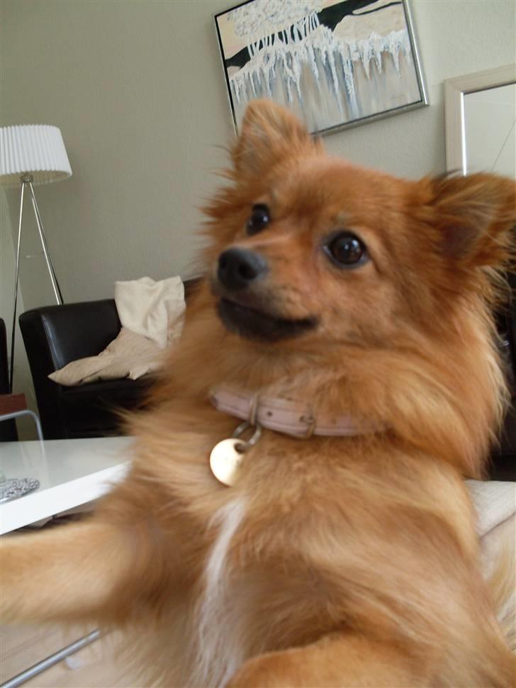 Pomeranian Frk. Smilla billede 20