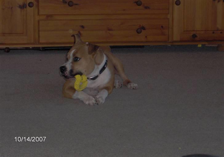 Amerikansk staffordshire terrier freya billede 7