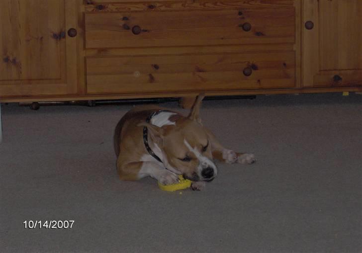 Amerikansk staffordshire terrier freya billede 8