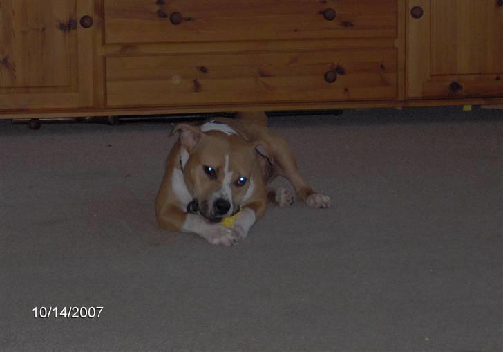 Amerikansk staffordshire terrier freya billede 9