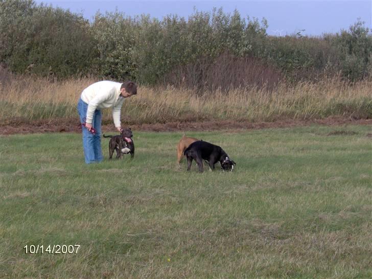 Amerikansk staffordshire terrier freya - freya og legekammeraterne billede 10