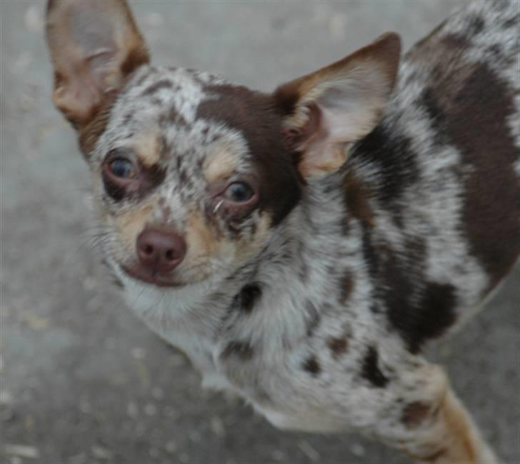 Chihuahua loger billede 1