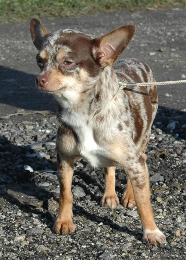 Chihuahua loger billede 2