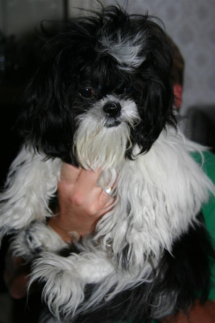 Shih tzu Chanel billede 3