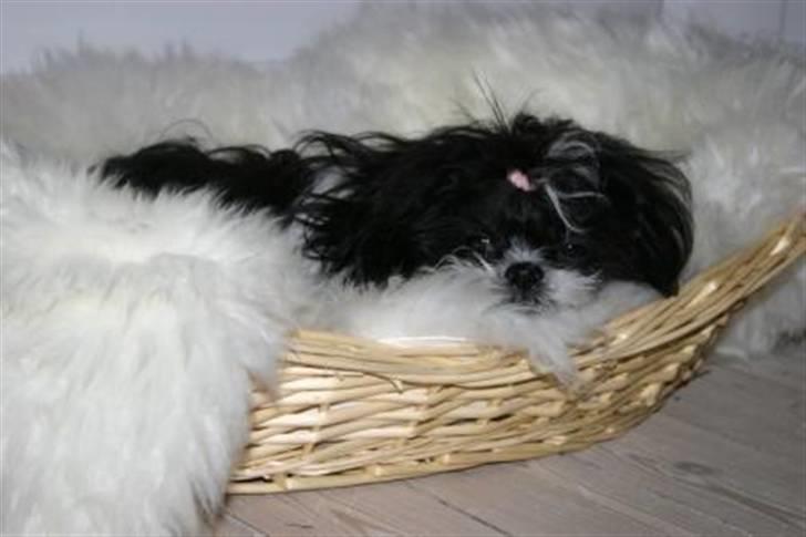 Shih tzu Chanel billede 4