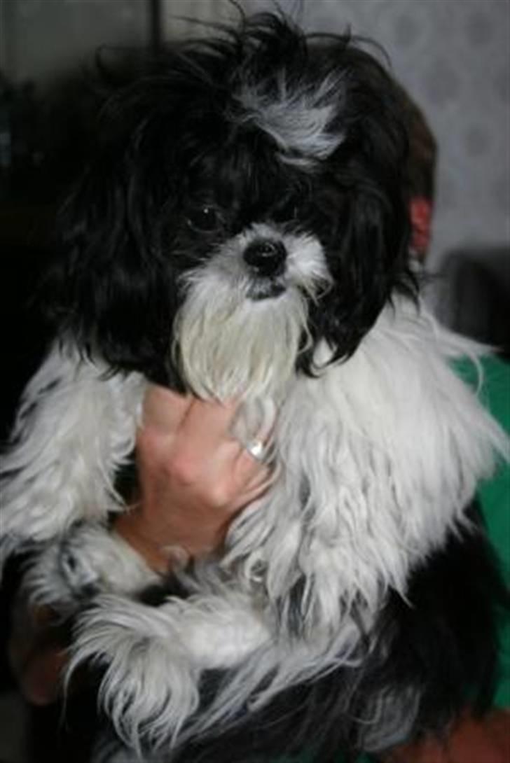 Shih tzu Chanel billede 5