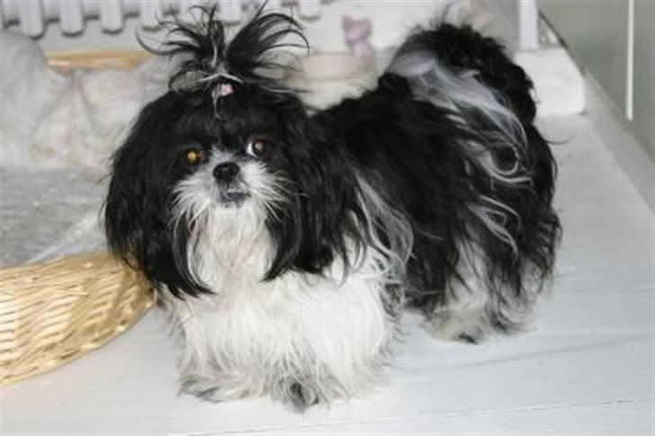 Shih tzu Chanel billede 7