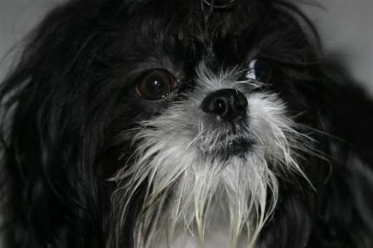 Shih tzu Chanel billede 8