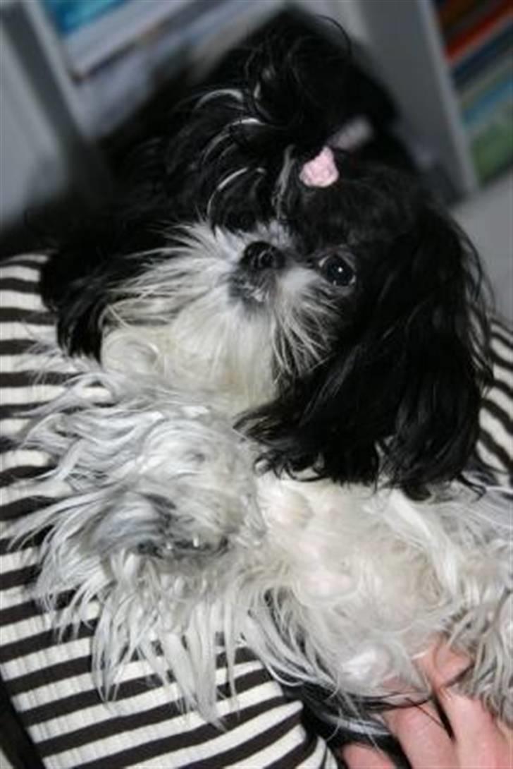 Shih tzu Chanel billede 9