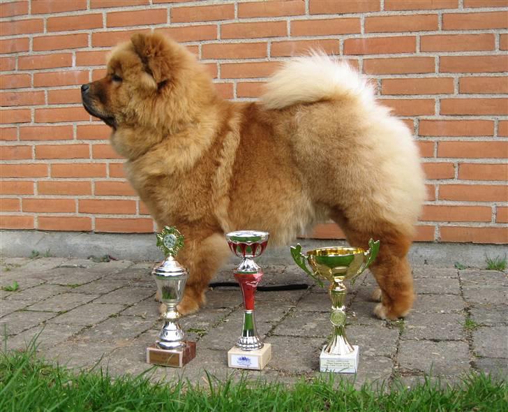 Chow chow Nørskov's Coca Cola Bimbo - Nu har jeg lige været på udstilling i Frankrig - jeg er 7 måneder her. billede 7