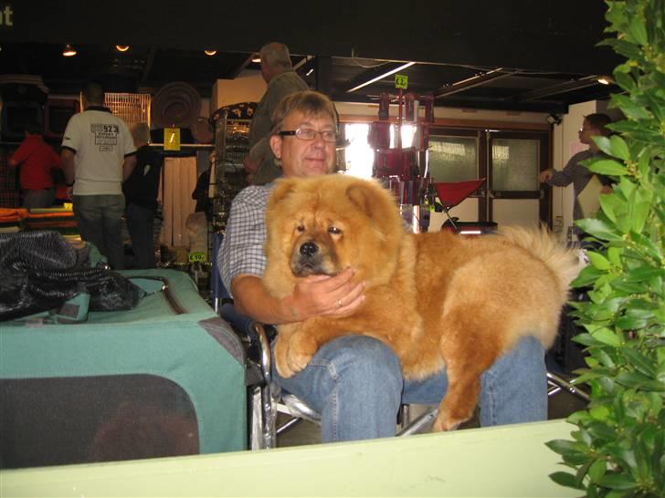 Chow chow Nørskov's Coca Cola Bimbo - Her er jeg i Belgien. Jeg slapper af, inden jeg skal i storering og det gik godt - jeg blev nr. 3 billede 8