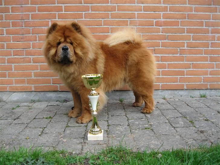Chow chow Trever of The Chinas Joy - Udstilling i Belgien sep. 2007 - Bedst I Racen billede 3