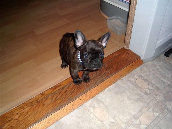 Fransk bulldog Tyson *Død* billede 9