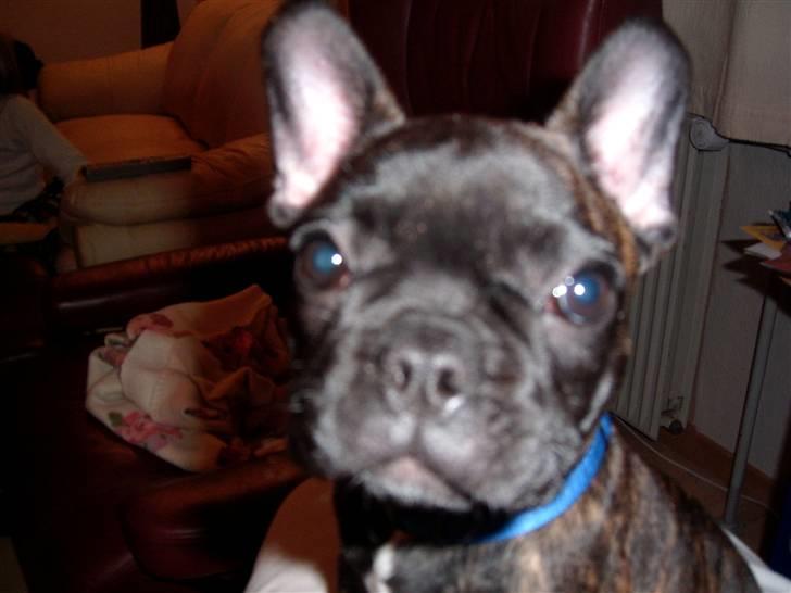 Fransk bulldog Tyson *Død* billede 10