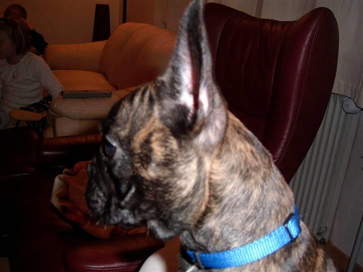 Fransk bulldog Tyson *Død* billede 11