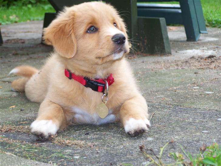 Nova scotia duck tolling retriever Mangus - 9 Uger billede 1