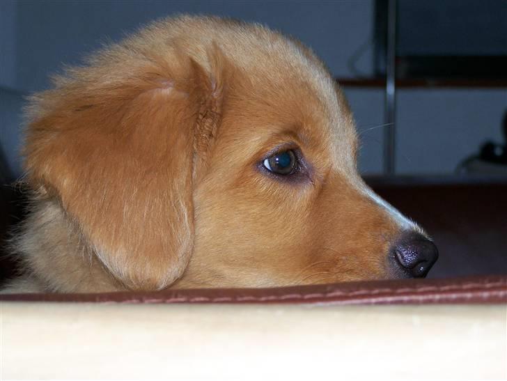 Nova scotia duck tolling retriever Mangus billede 2