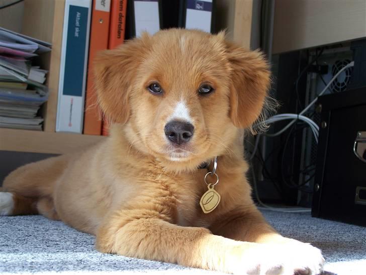 Nova scotia duck tolling retriever Mangus billede 3