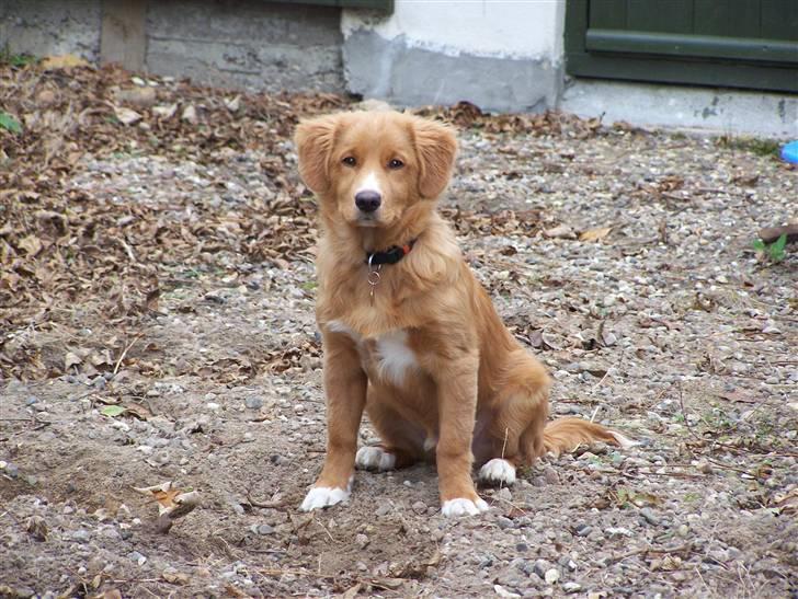 Nova scotia duck tolling retriever Mangus billede 4