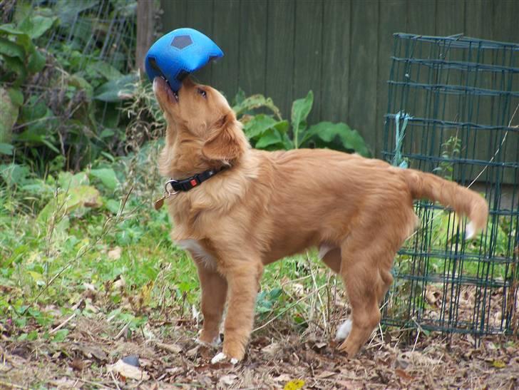 Nova scotia duck tolling retriever Mangus billede 5