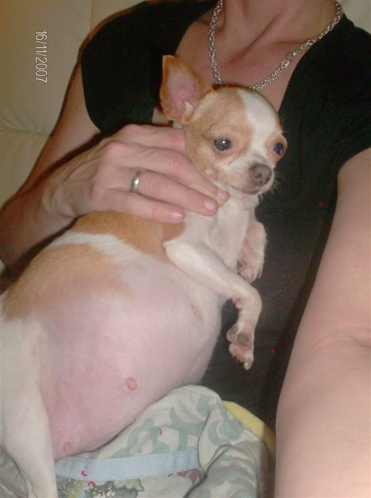 Chihuahua My billede 8