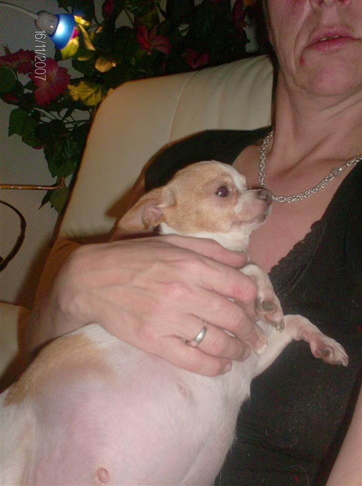 Chihuahua My billede 9