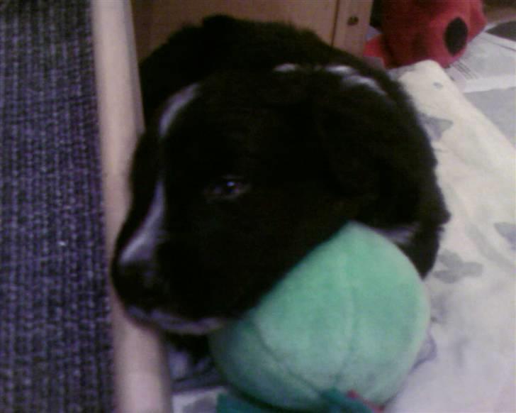 Blanding af racer Joey - Joey 4 uger gammel. Meget træt efter leg med hans grønne bold. billede 3