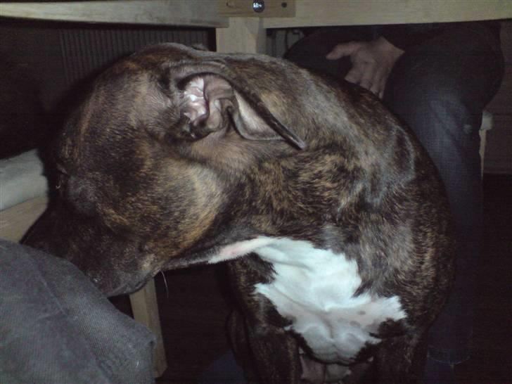 Blanding af racer Chanti  R.I.P. - pøj...  sikken lugt af sure tæ´er, her under bordet....  ggggg billede 17