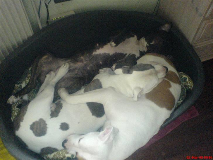 Blanding af racer Chanti  R.I.P. - puttehovederne billede 18