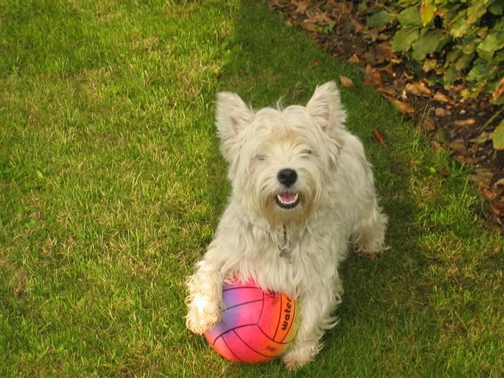 West highland white terrier molly - Molly er lige så glad for fodbold,som resten af  familien billede 1