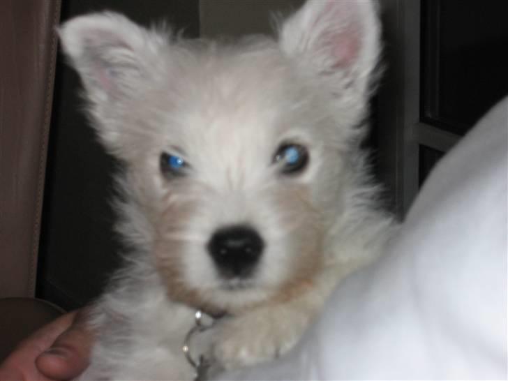 West highland white terrier molly - Molly,lige da hun flyttede hjem til os billede 2