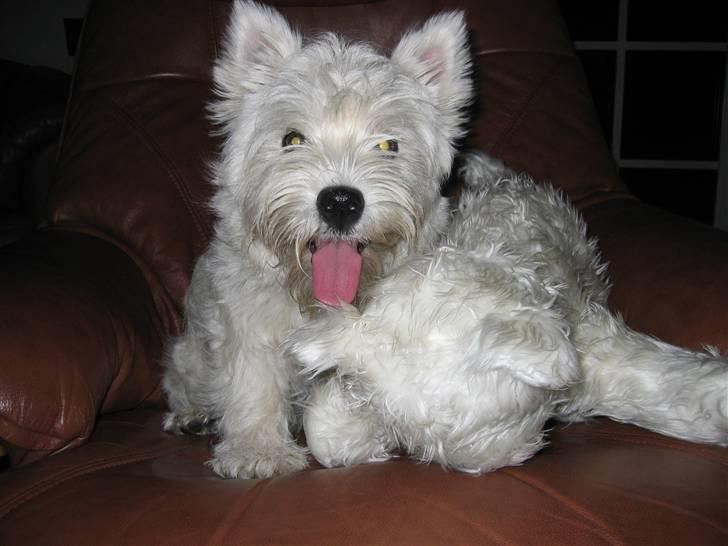 West highland white terrier molly - med sin elskede bamse billede 3